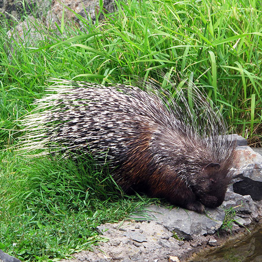 27 stachelschwein