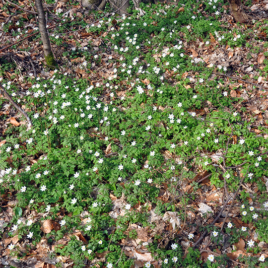 79 walkenried bluemchen