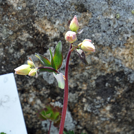 87 Brockengarten Akelei