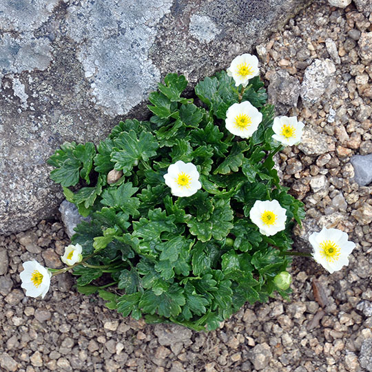 87 Brockengarten Alpenhahnenfuss