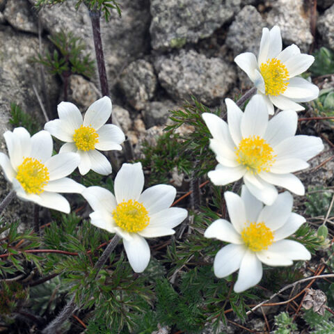 Mit Katja Osterloh im Brockengarten: Jetzt blüht die Brocken-Anemone!