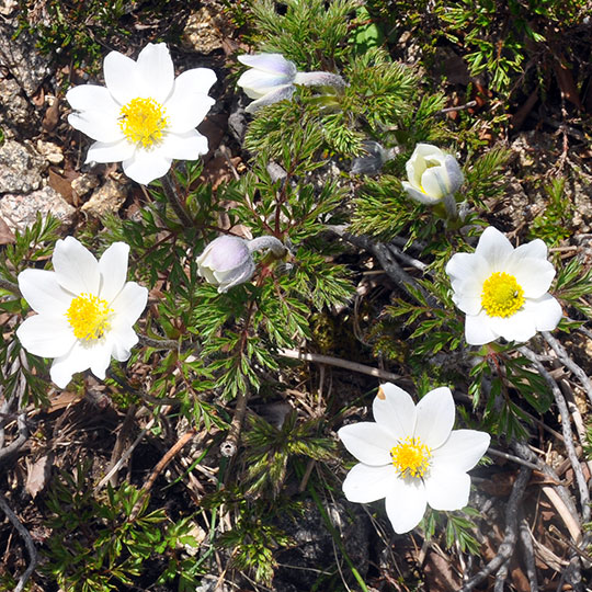 87 Brockengarten Anemone3