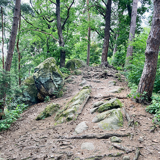 91 teufelsmauer waldweg