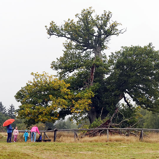 109 nationalpark eiche