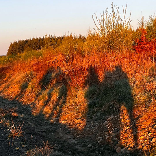 136 harzquerung 2025 schatten