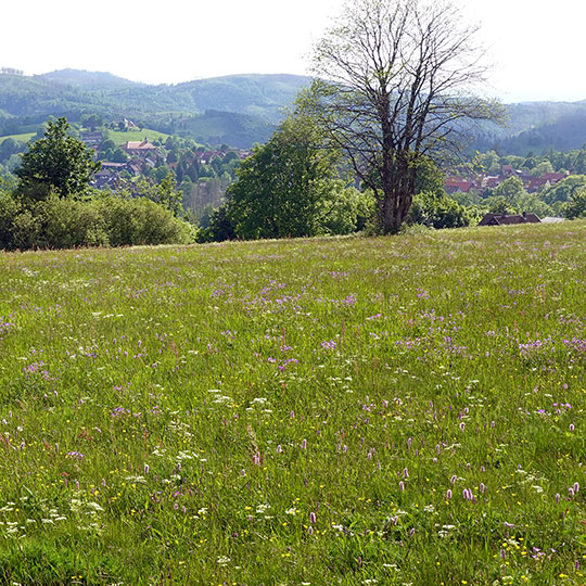 141 andreasberg ortsblick