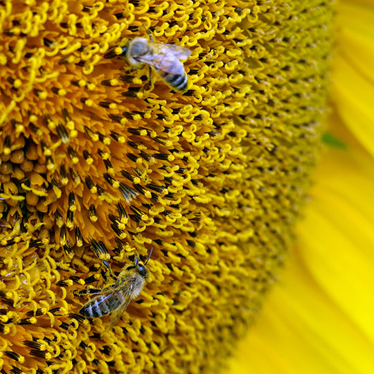 149 sonnenblumen bienen