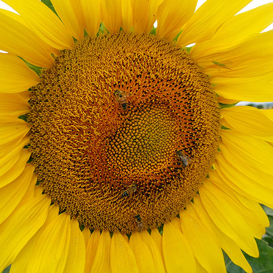 149 sonnenblumen bluete