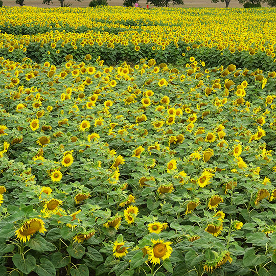 149 sonnenblumen bluetenmeer