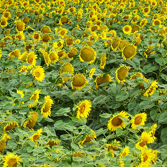 149 sonnenblumen gelb