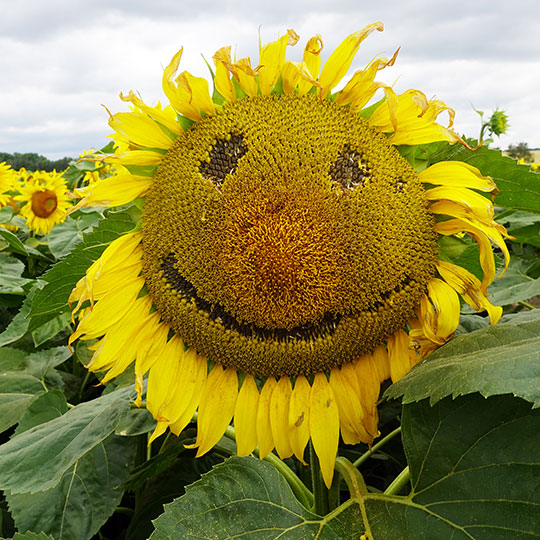 Sonnenblumen-Labyrinth in Quedlinburg: Das gelbe Feld der guten Laune