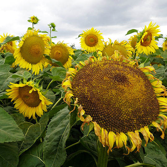 149 sonnenblumen himmel