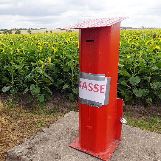 149 sonnenblumen kasse