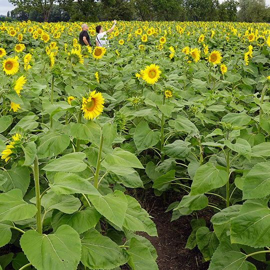 149 sonnenblumen selfie