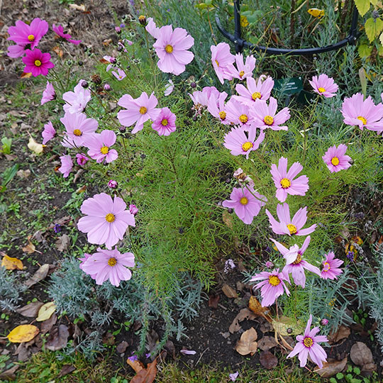 165 wanderweg blumen