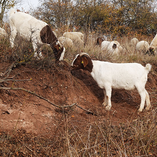 165 wanderweg schafe ziegen