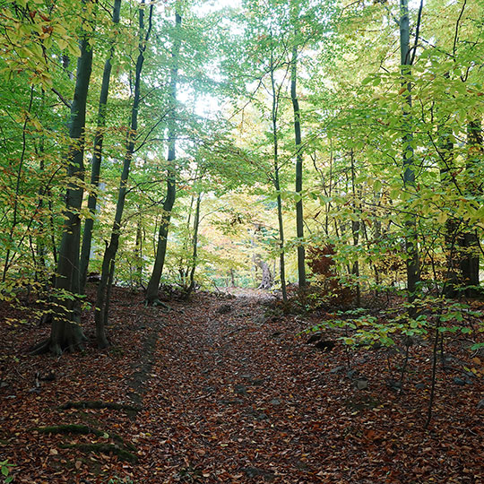 165 wanderweg waldweg