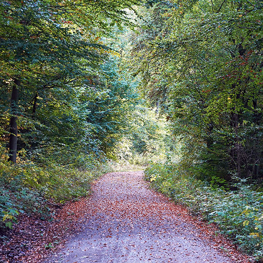 212 Huy Herbstwald