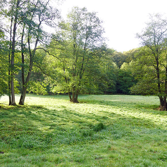 214 camping wiese